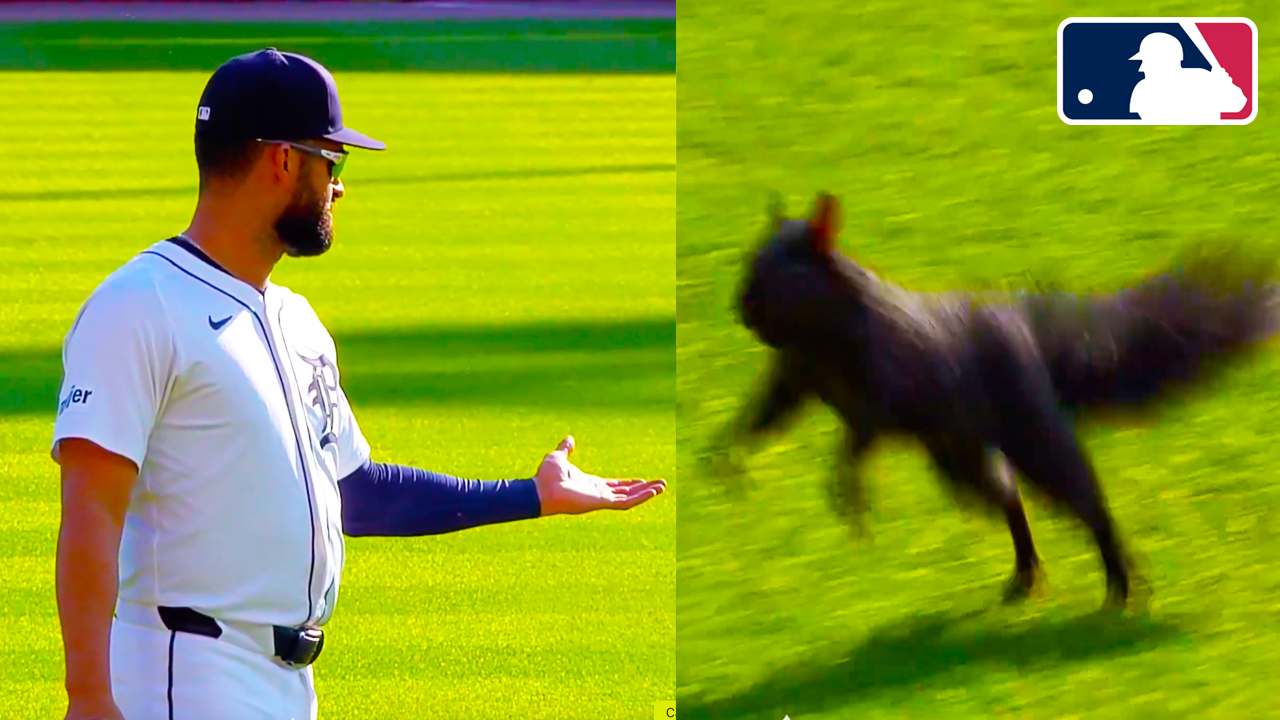 Squirrel on the Field Distracting the Players | San Francisco Giants vs Detroit Tigers 2025 MLB Highlights